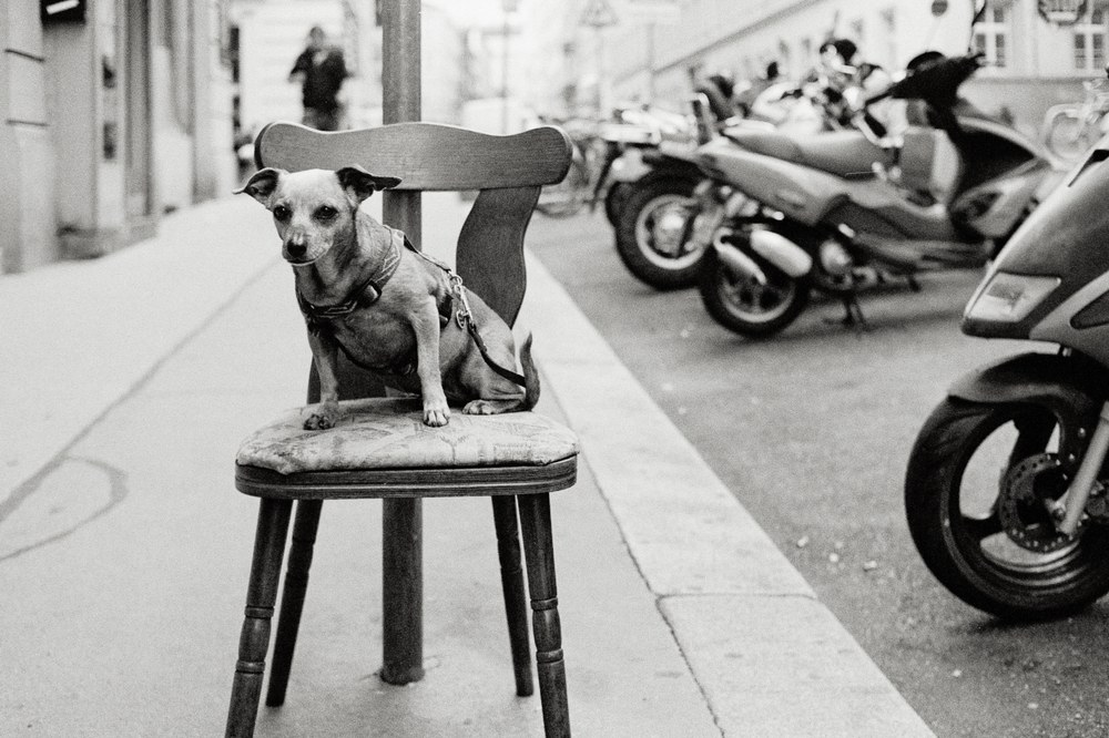 A black and white photo of a small dog wearing a harness, sitting attentively on a wooden chair on a city sidewalk. Parked scooters and a blurred pedestrian are visible in the background.